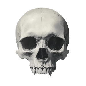 Human Skull Front V4 Vinyl Car Decal Sticker – Waterproof & UV-Resistant 8"