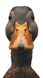 A Duck Vinyl Car Decal Sticker – Waterproof & UV-Resistant 8" A Duck Vinyl Car Decal Sticker – Waterproof & UV-Resistant 8"