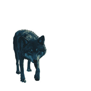 Trapped Wolf Vinyl Car Decal Sticker – Waterproof & UV-Resistant 8"