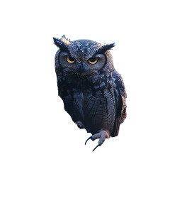 Big Owl Night Vinyl Car Decal Sticker – Waterproof & UV-Resistant 8" Big Owl Night Vinyl Car Decal Sticker – Waterproof & UV-Resistant 8"