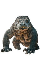 Intimidating Komodo Dragon Vinyl Car Decal Sticker – Waterproof & UV-Resistant 8"