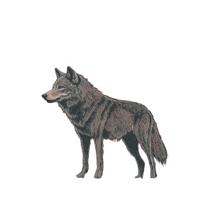 Textured Wolf Illustration Vinyl Car Decal Sticker – Waterproof & UV-Resistant 8"