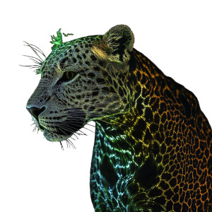 Holographic Leopard Vinyl Car Decal Sticker – Waterproof & UV-Resistant 8" Holographic Leopard Vinyl Car Decal Sticker – Waterproof & UV-Resistant 8"