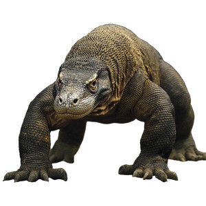 Largest Komodo Dragon Vinyl Car Decal Sticker – Waterproof & UV-Resistant 8"