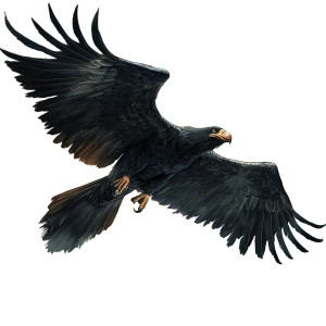 Fierce Flying Condor Vinyl Car Decal Sticker – Waterproof & UV-Resistant 8"