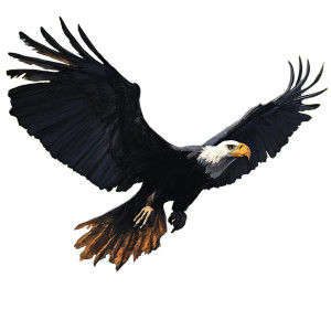 Digital Condor Vinyl Car Decal Sticker – Waterproof & UV-Resistant 8"