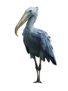 Shoebill Stork Vinyl Car Decal Sticker – Waterproof & UV-Resistant 8" Shoebill Stork Vinyl Car Decal Sticker – Waterproof & UV-Resistant 8"