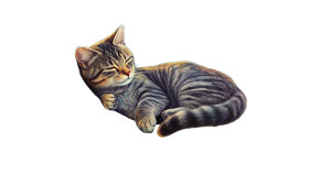 Space Tabby Cat Vinyl Car Decal Sticker – Waterproof & UV-Resistant 8"