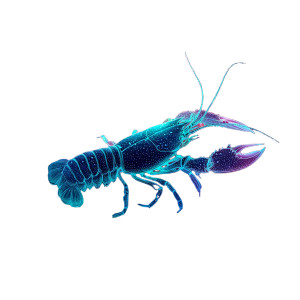 Cosmic Crustacean Constellation Vinyl Car Decal Sticker – Waterproof & UV-Resistant 8"