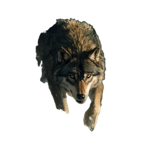 Hunting Wolf V2 Vinyl Car Decal Sticker – Waterproof & UV-Resistant 8"