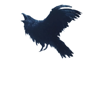Raven V4 Vinyl Car Decal Sticker – Waterproof & UV-Resistant 8" Raven V4 Vinyl Car Decal Sticker – Waterproof & UV-Resistant 8"