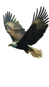 Majestic Bald Eagle V5 Vinyl Car Decal Sticker – Waterproof & UV-Resistant 8"