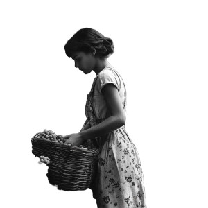 Harvesting Grapes 1940 Vinyl Car Decal Sticker – Waterproof & UV-Resistant 8"