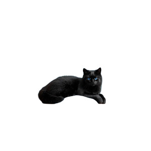 Fantasy Cat Moon Shelf Vinyl Car Decal Sticker – Waterproof & UV-Resistant 8"