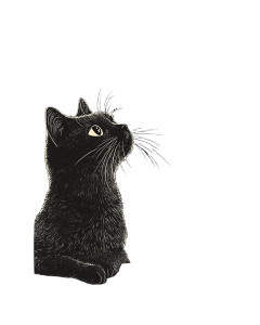 Stargazing Black Cat Vinyl Car Decal Sticker – Waterproof & UV-Resistant 8"