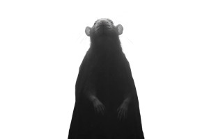 Sinister Cornfield Rat Vinyl Car Decal Sticker – Waterproof & UV-Resistant 8"