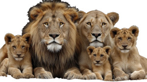 Majestic Lion Family Vinyl Car Decal Sticker – Waterproof & UV-Resistant 8" Majestic Lion Family Vinyl Car Decal Sticker – Waterproof & UV-Resistant 8"