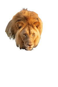 Majestic Lion Drinking Vinyl Car Decal Sticker – Waterproof & UV-Resistant 8" Majestic Lion Drinking Vinyl Car Decal Sticker – Waterproof & UV-Resistant 8"