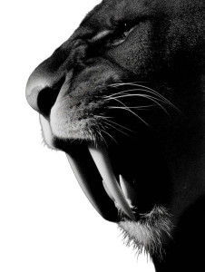 Sabre Toothed Cat Vinyl Car Decal Sticker – Waterproof & UV-Resistant 8"