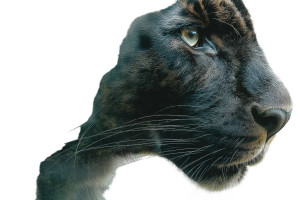 Panther Double Exposure Vinyl Car Decal Sticker – Waterproof & UV-Resistant 8"