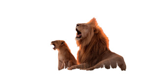 Lion Duo Yawning Vinyl Car Decal Sticker – Waterproof & UV-Resistant 8" Lion Duo Yawning Vinyl Car Decal Sticker – Waterproof & UV-Resistant 8"