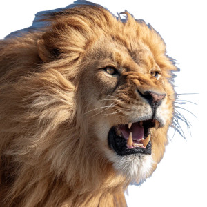 Roaring Lion Close-Up Vinyl Car Decal Sticker – Waterproof & UV-Resistant 8" Roaring Lion Close-Up Vinyl Car Decal Sticker – Waterproof & UV-Resistant 8"