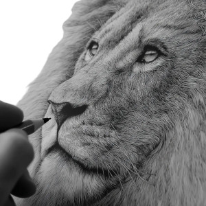 Lion Coloring Page Vinyl Car Decal Sticker – Waterproof & UV-Resistant 8"