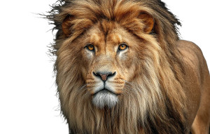 Majestic Lion Close-Up V2 Vinyl Car Decal Sticker – Waterproof & UV-Resistant 8"
