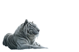 Majestic White Tiger V6 Vinyl Car Decal Sticker – Waterproof & UV-Resistant 8"