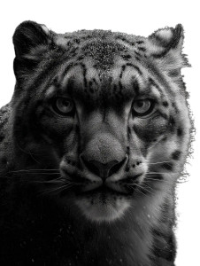 Snow Leopard Portrait Vinyl Car Decal Sticker – Waterproof & UV-Resistant 8" Snow Leopard Portrait Vinyl Car Decal Sticker – Waterproof & UV-Resistant 8"
