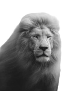 Ethereal Lion Portrait Vinyl Car Decal Sticker – Waterproof & UV-Resistant 8" Ethereal Lion Portrait Vinyl Car Decal Sticker – Waterproof & UV-Resistant 8"