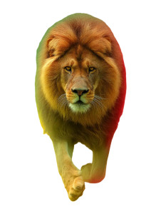 Majestic Smoke Lion Vinyl Car Decal Sticker – Waterproof & UV-Resistant 8"