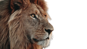 Majestic Lion Close-Up Vinyl Car Decal Sticker – Waterproof & UV-Resistant 8" Majestic Lion Close-Up Vinyl Car Decal Sticker – Waterproof & UV-Resistant 8"