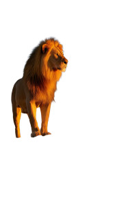 Majestic Lion Sunrise Vinyl Car Decal Sticker – Waterproof & UV-Resistant 8" Majestic Lion Sunrise Vinyl Car Decal Sticker – Waterproof & UV-Resistant 8"