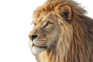 African Lion Vinyl Car Decal Sticker – Waterproof & UV-Resistant 8" African Lion Vinyl Car Decal Sticker – Waterproof & UV-Resistant 8"