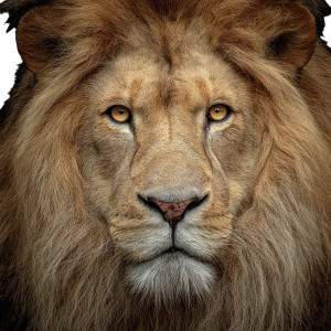 Majestic Lion V3 Vinyl Car Decal Sticker – Waterproof & UV-Resistant 8" Majestic Lion V3 Vinyl Car Decal Sticker – Waterproof & UV-Resistant 8"