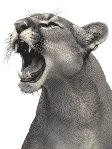 Angry Cougar Face Vinyl Car Decal Sticker – Waterproof & UV-Resistant 8"