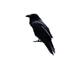 Moonlit Raven Vinyl Car Decal Sticker – Waterproof & UV-Resistant 8"