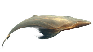 Golden Space Whale Vinyl Car Decal Sticker – Waterproof & UV-Resistant 8" Golden Space Whale Vinyl Car Decal Sticker – Waterproof & UV-Resistant 8"