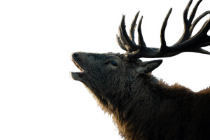 Majestic Stag Braying Vinyl Car Decal Sticker – Waterproof & UV-Resistant 8" Majestic Stag Braying Vinyl Car Decal Sticker – Waterproof & UV-Resistant 8"