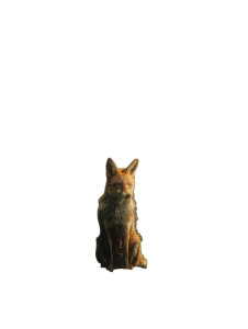 Red Fox Portrait Vinyl Car Decal Sticker – Waterproof & UV-Resistant 8"