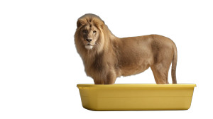 Lion In Litter Box Vinyl Car Decal Sticker – Waterproof & UV-Resistant 8"