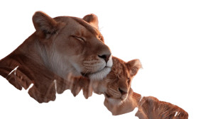 Lioness And Cub Vinyl Car Decal Sticker – Waterproof & UV-Resistant 8" Lioness And Cub Vinyl Car Decal Sticker – Waterproof & UV-Resistant 8"