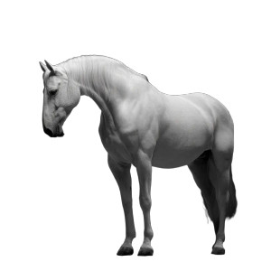 White Horse Vinyl Car Decal Sticker – Waterproof & UV-Resistant 8" White Horse Vinyl Car Decal Sticker – Waterproof & UV-Resistant 8"