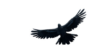 Anime Eagle Flight Vinyl Car Decal Sticker – Waterproof & UV-Resistant 8" Anime Eagle Flight Vinyl Car Decal Sticker – Waterproof & UV-Resistant 8"
