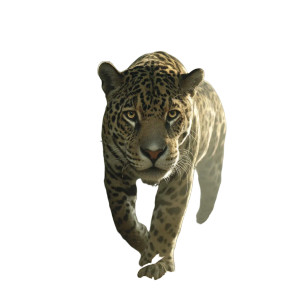 Majestic Jaguar Vinyl Car Decal Sticker – Waterproof & UV-Resistant 8"