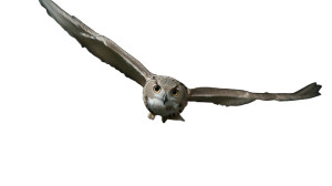 Owl In Flight V5 Vinyl Car Decal Sticker – Waterproof & UV-Resistant 8" Owl In Flight V5 Vinyl Car Decal Sticker – Waterproof & UV-Resistant 8"