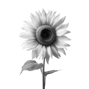 Sunflower Photography Vinyl Car Decal Sticker – Waterproof & UV-Resistant 8" Sunflower Photography Vinyl Car Decal Sticker – Waterproof & UV-Resistant 8"