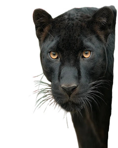 Majestic Black Panther Vinyl Car Decal Sticker – Waterproof & UV-Resistant 8"