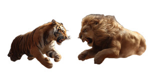 Tiger Vs Lion Vinyl Car Decal Sticker – Waterproof & UV-Resistant 8" Tiger Vs Lion Vinyl Car Decal Sticker – Waterproof & UV-Resistant 8"